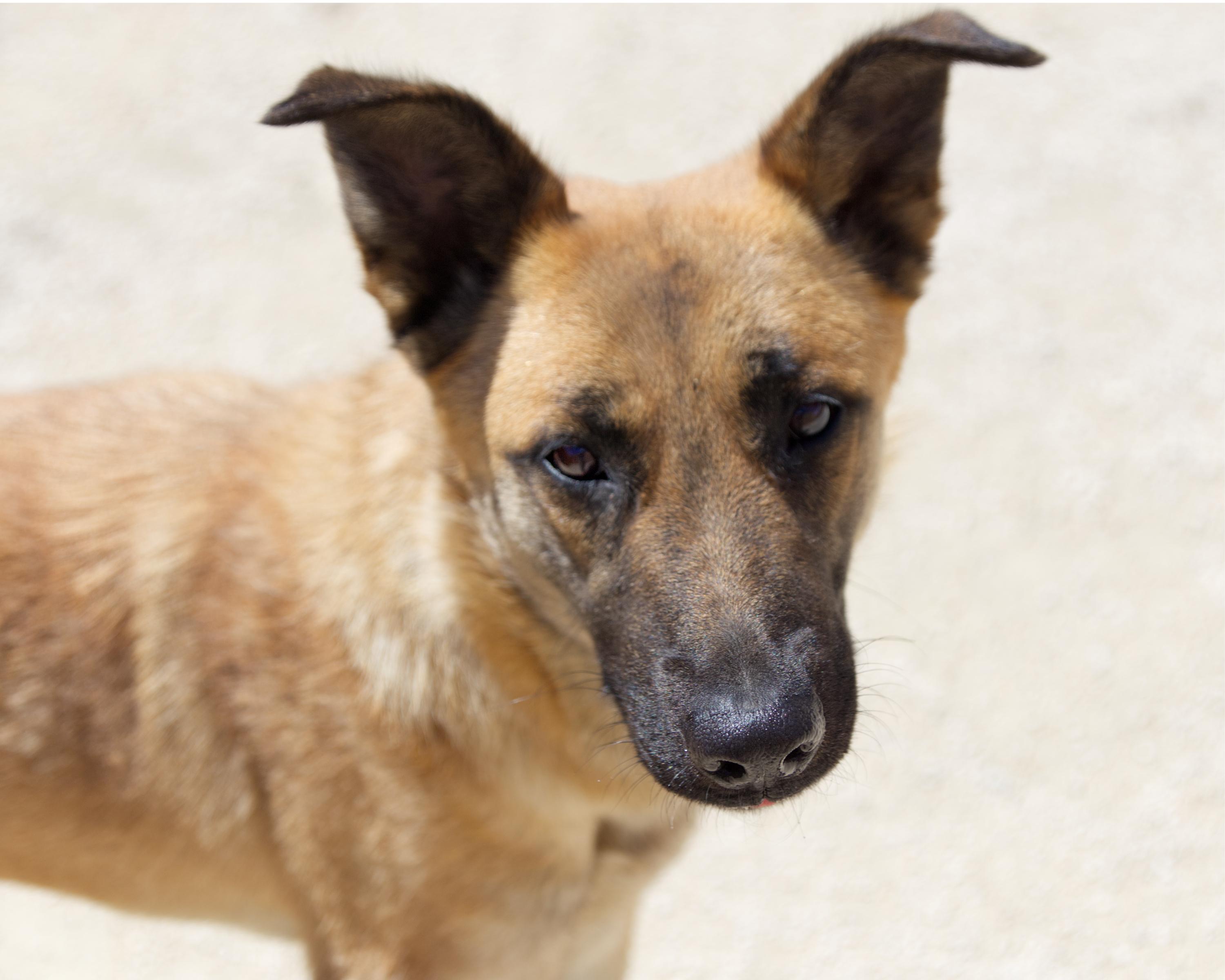 Gemma, an adopted mixed breed in Winnipeg, MB image 3/3