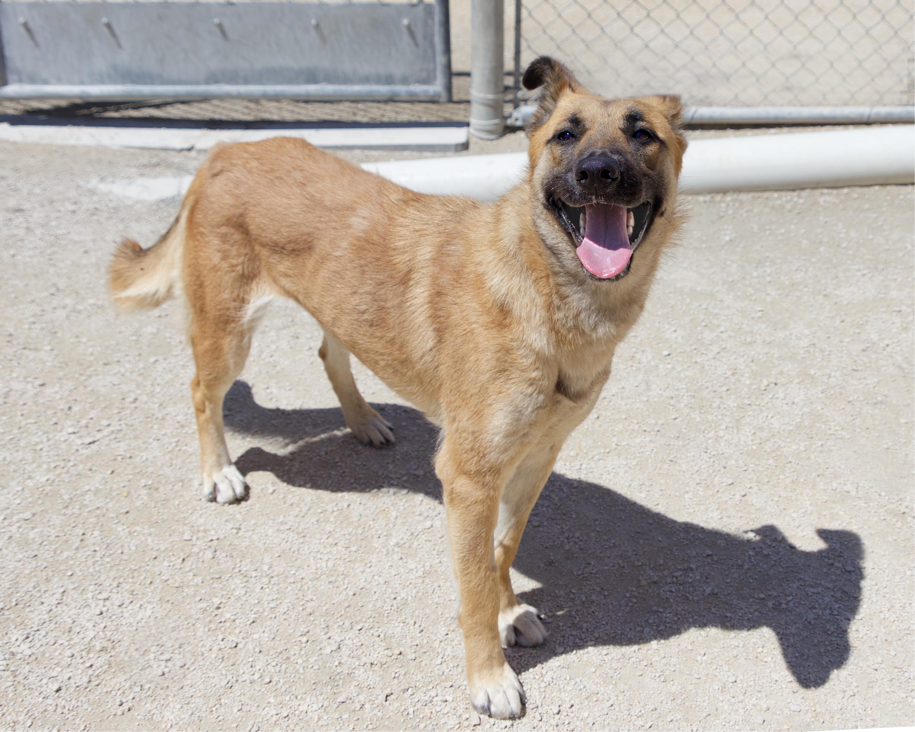 Gemma, an adopted mixed breed in Winnipeg, MB image 2/3