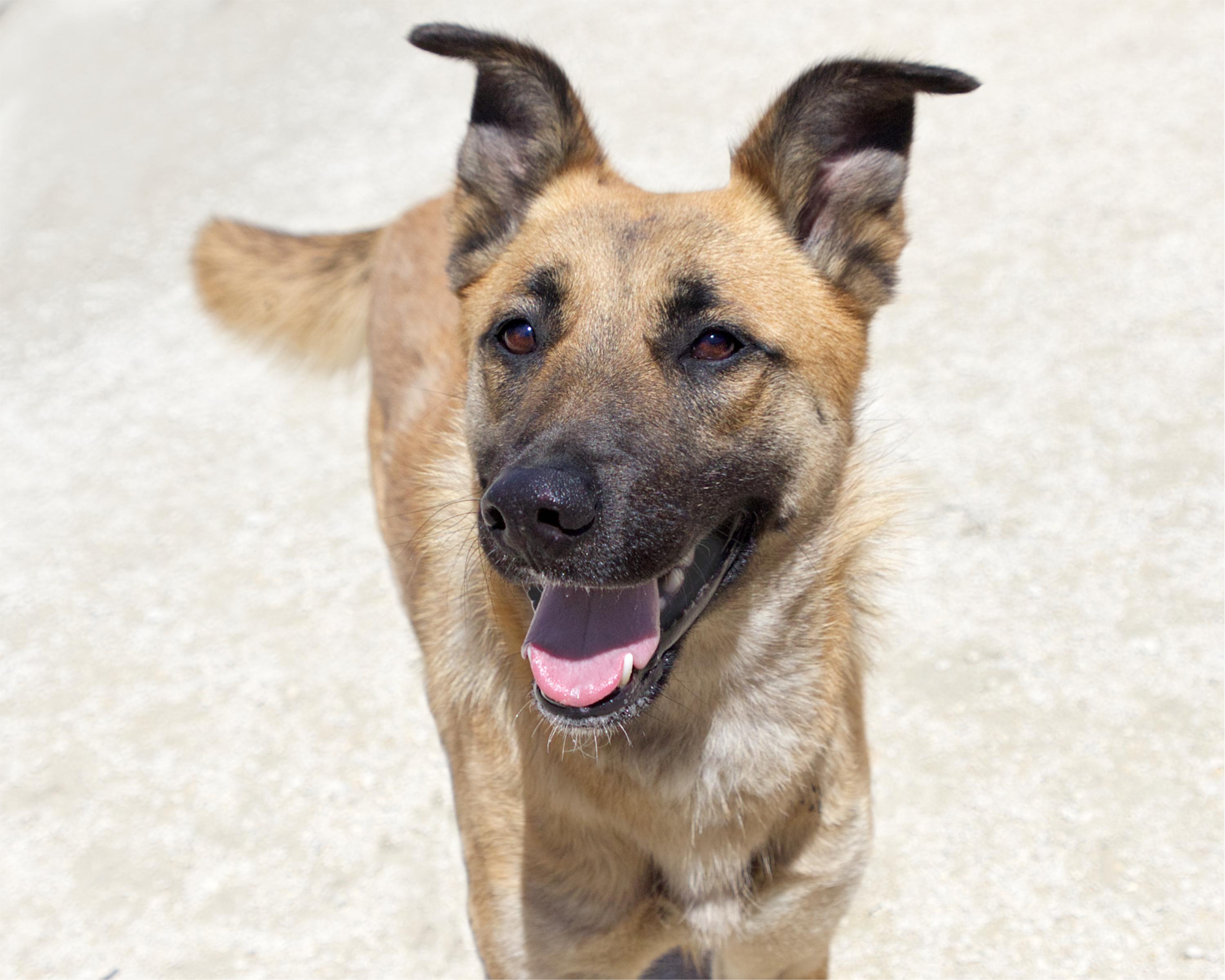 Gemma, adopted, Adult Female Shepherd.