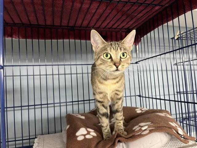 Enlarge Serrano, a Adoptable Domestic Short Hair in Grosse Ile, MI image 3/3
