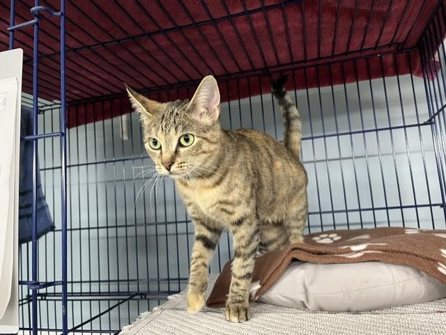 Enlarge Serrano, a Adoptable Domestic Short Hair in Grosse Ile, MI image 2/3