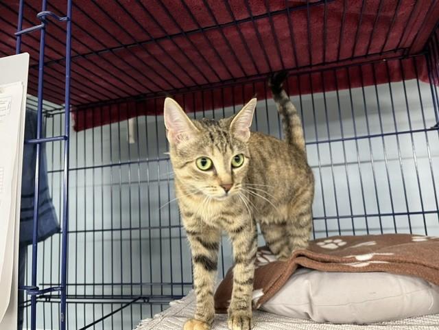 Serrano, Adoptable, Young Female Domestic Short Hair.