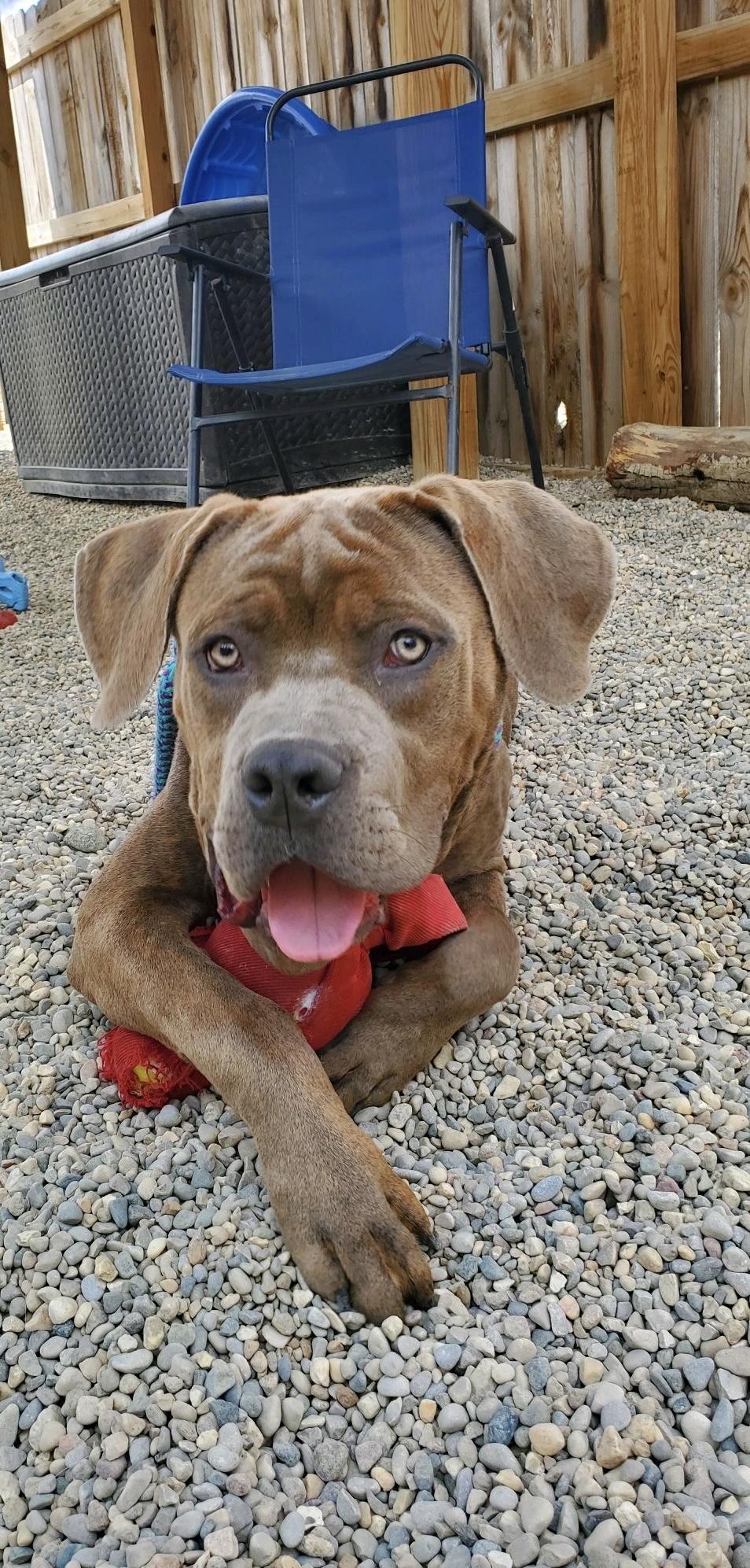 Enlarge Parker, a Adoptable mixed breed in Oxford, MI image 2/6