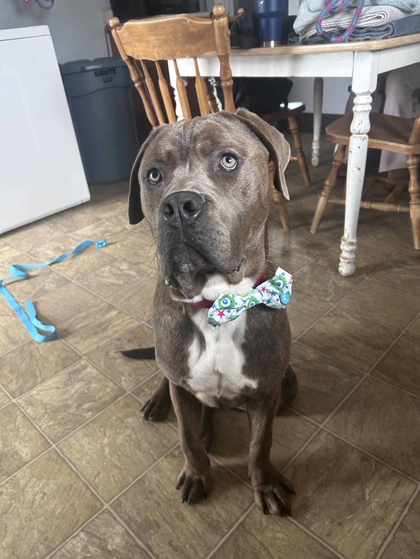 Enlarge Parker, a Adoptable mixed breed in Oxford, MI image 4/6