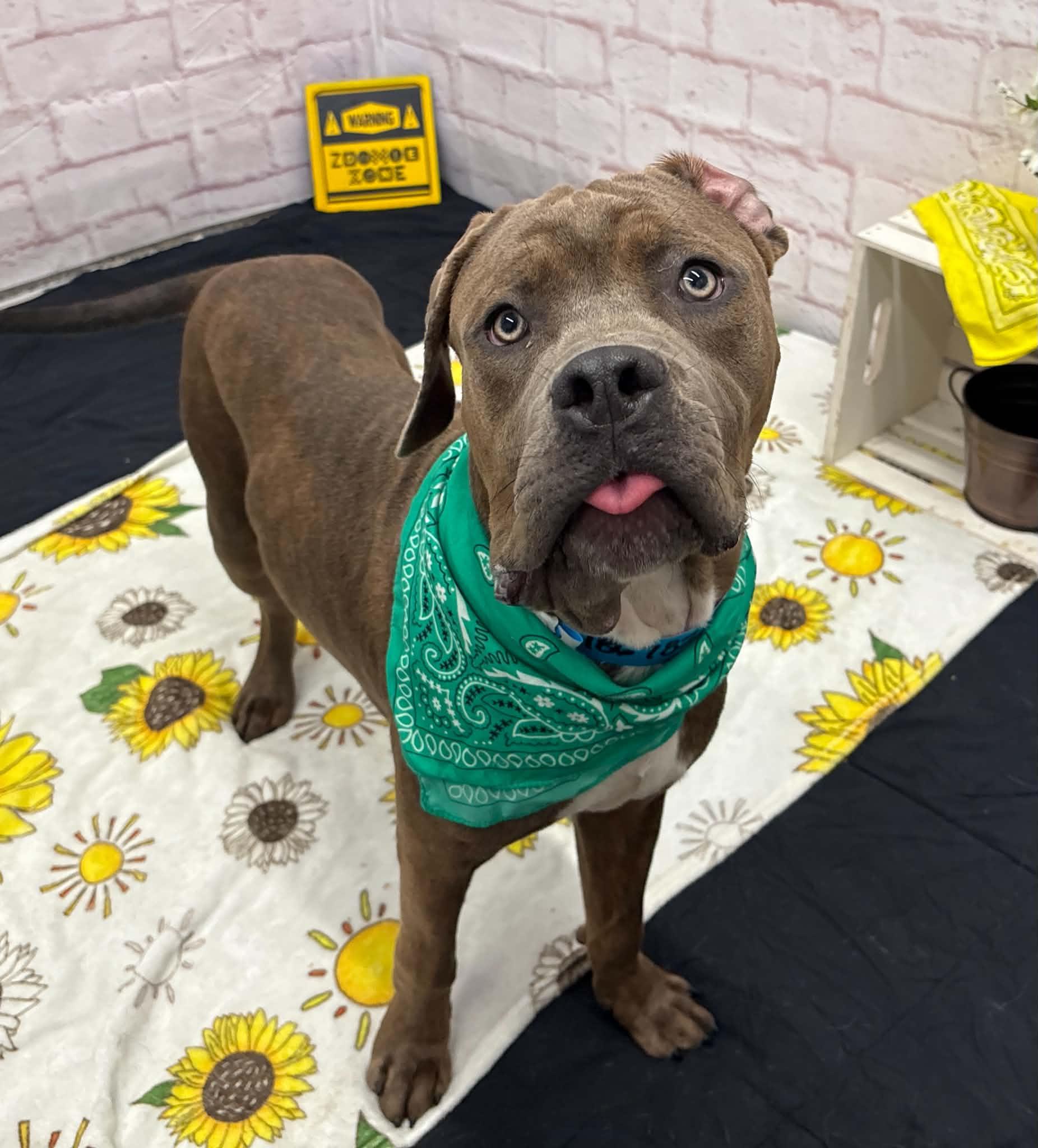 Enlarge Parker, a Adoptable mixed breed in Oxford, MI image 1/6