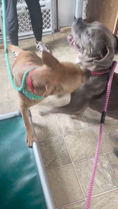 Enlarge Parker, a Adoptable mixed breed in Oxford, MI video 6/6