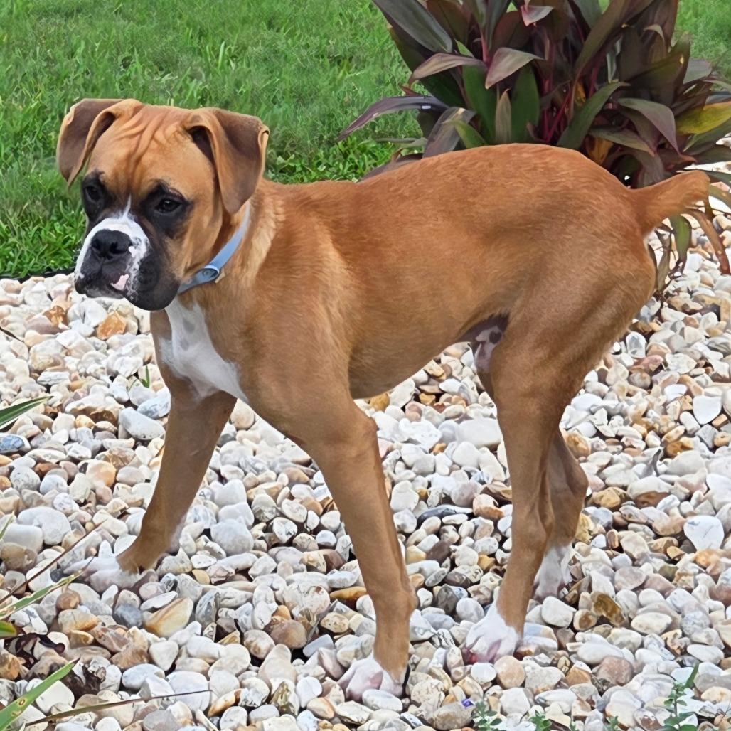 Enlarge Jedi, a ADOPTABLE Boxer in Tallahassee, FL image 1/6
