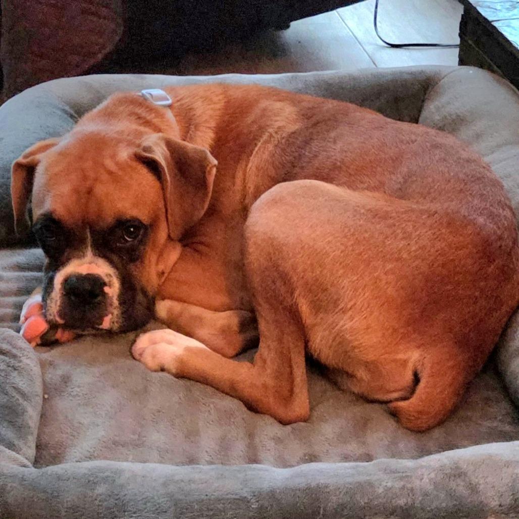 Enlarge Jedi, a ADOPTABLE Boxer in Tallahassee, FL image 2/6
