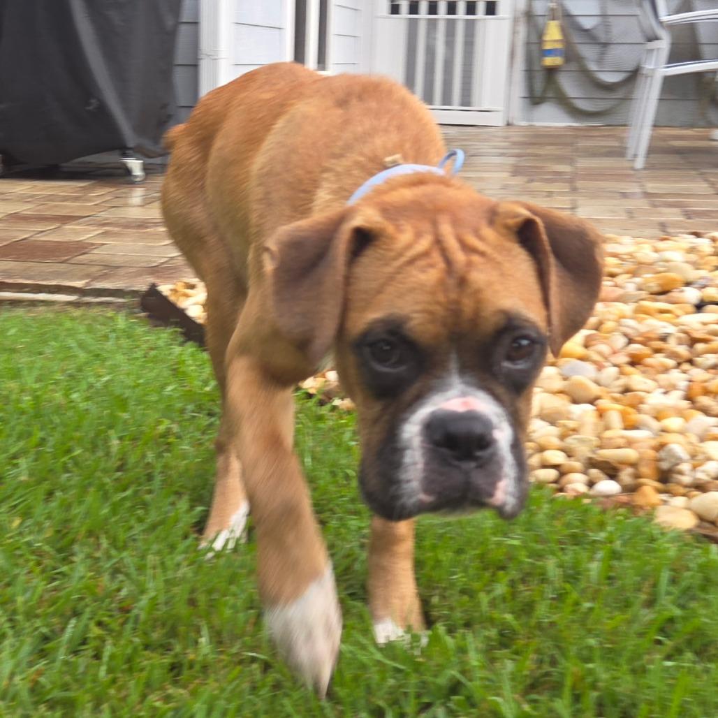 Enlarge Jedi, a ADOPTABLE Boxer in Tallahassee, FL image 4/6