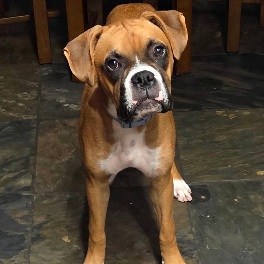 Enlarge Jedi, a ADOPTABLE Boxer in Tallahassee, FL image 3/6