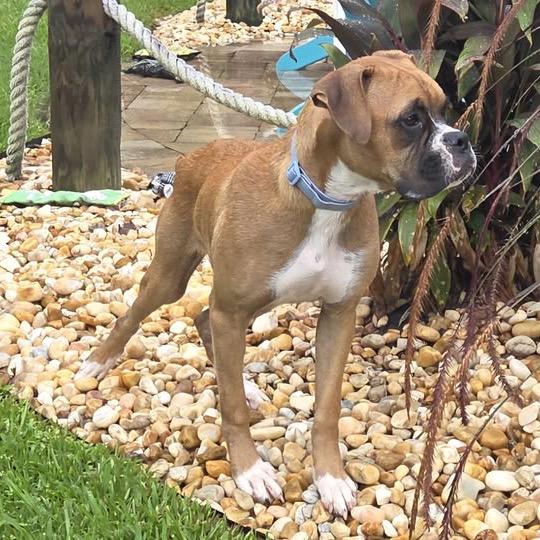 Enlarge Jedi, a ADOPTABLE Boxer in Tallahassee, FL image 6/6