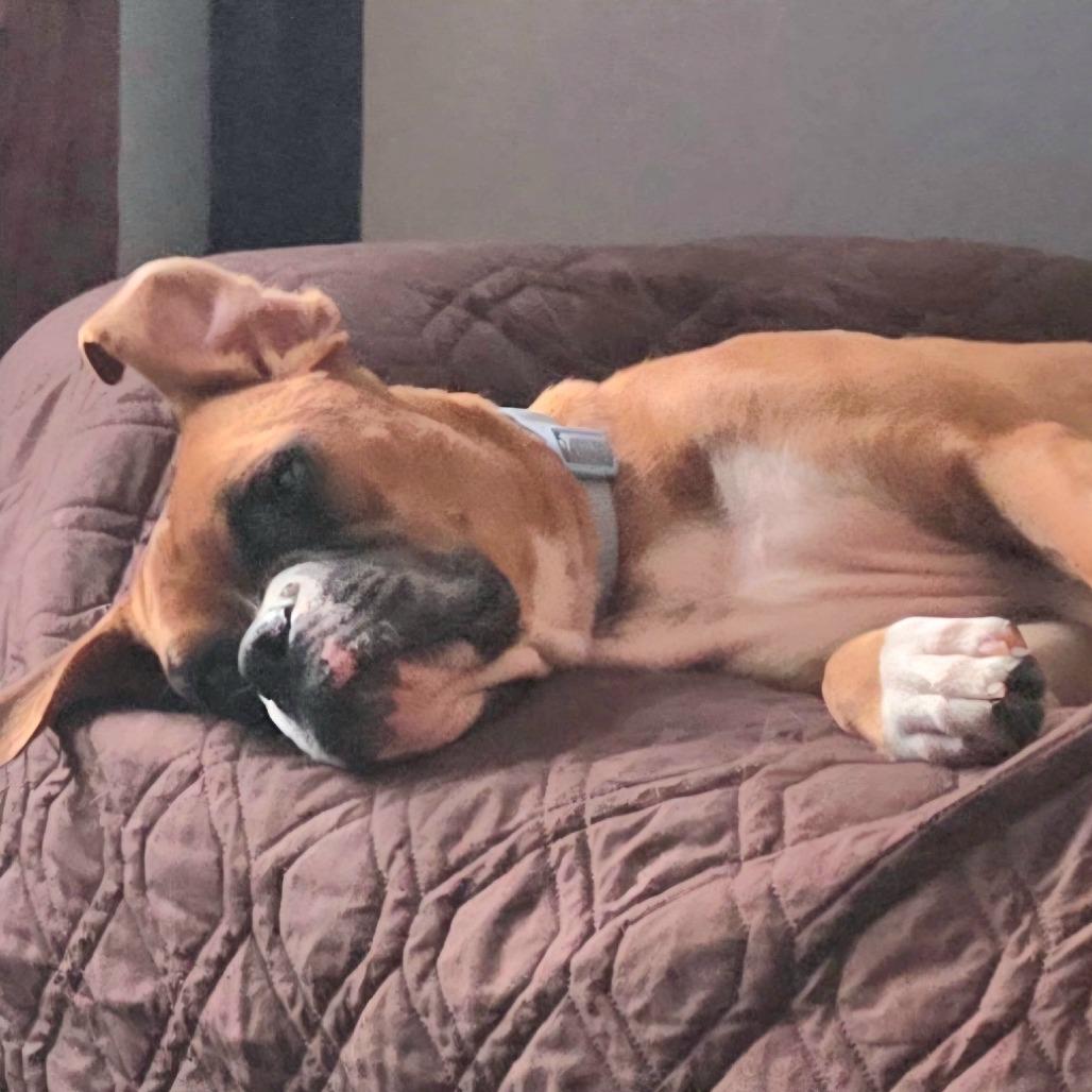 Enlarge Jedi, a ADOPTABLE Boxer in Tallahassee, FL image 5/6