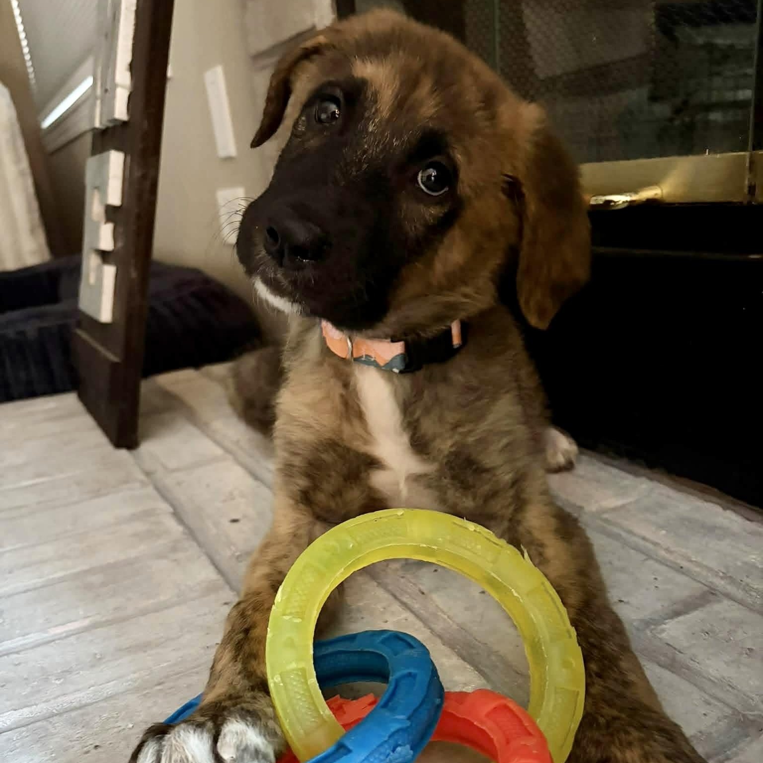 Enlarge Prescott, a Adopted mixed breed in McHenry, IL image 1/2