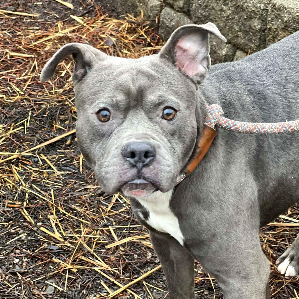 Enlarge Oxford, a Adoptable Mixed Breed in Huntington, WV image 1/6