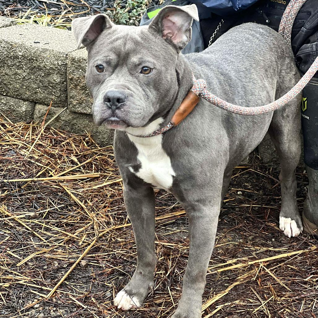 Enlarge Oxford, a Adoptable Mixed Breed in Huntington, WV image 2/6