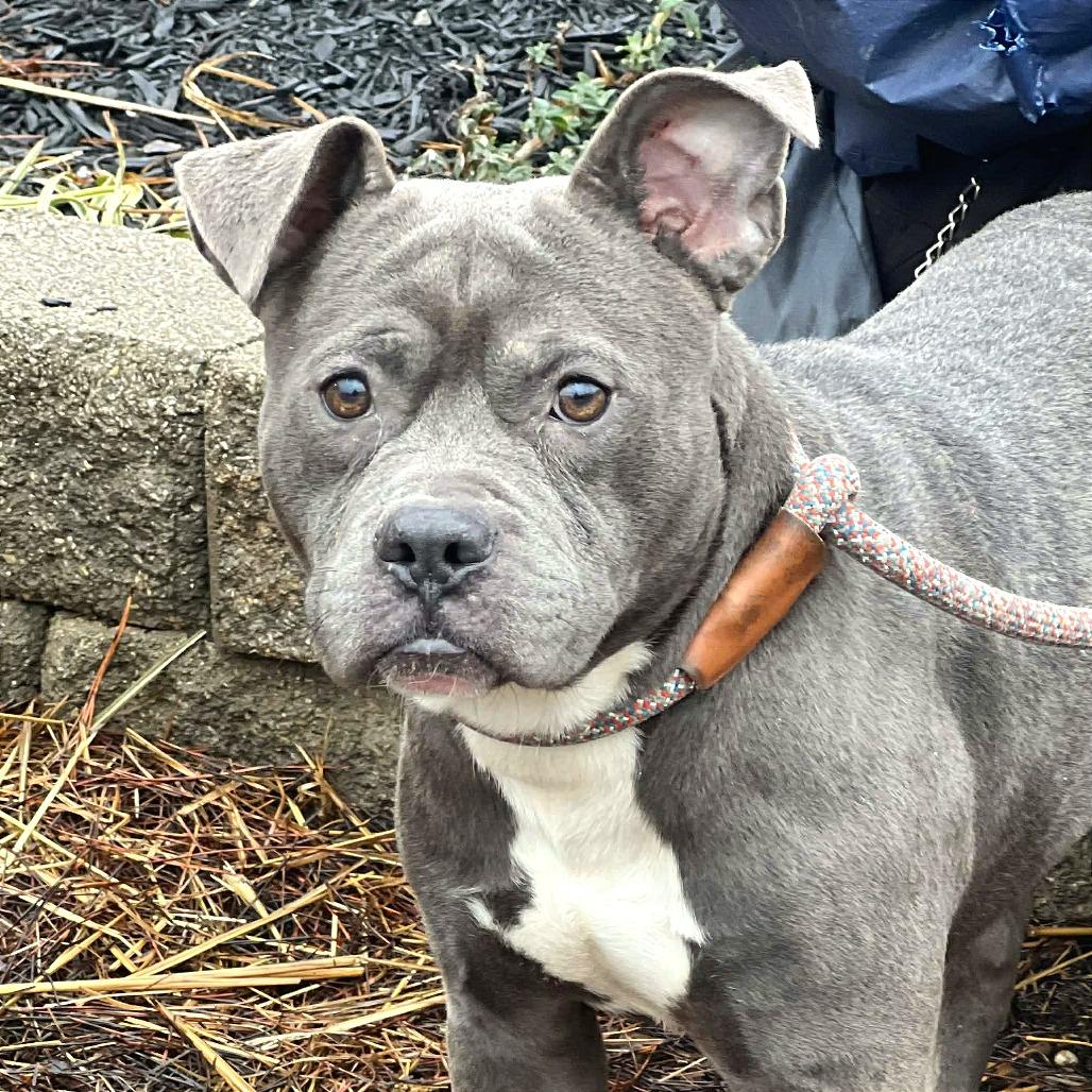 Enlarge Oxford, a Adoptable Mixed Breed in Huntington, WV image 4/6
