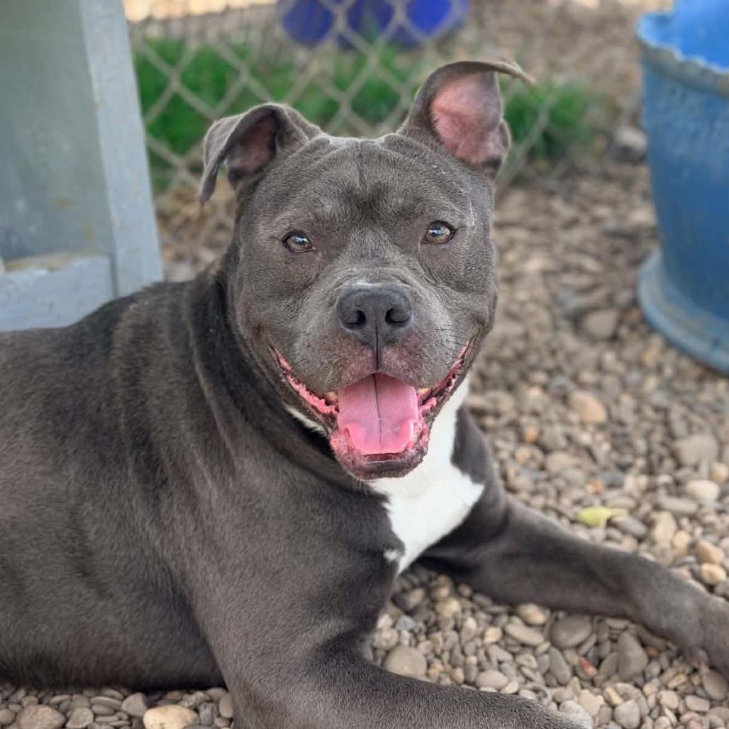 Enlarge Oxford, a Adoptable Mixed Breed in Huntington, WV image 5/6