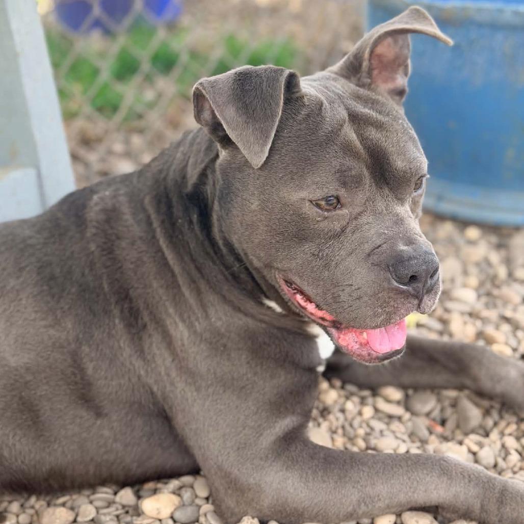 Enlarge Oxford, a Adoptable Mixed Breed in Huntington, WV image 6/6