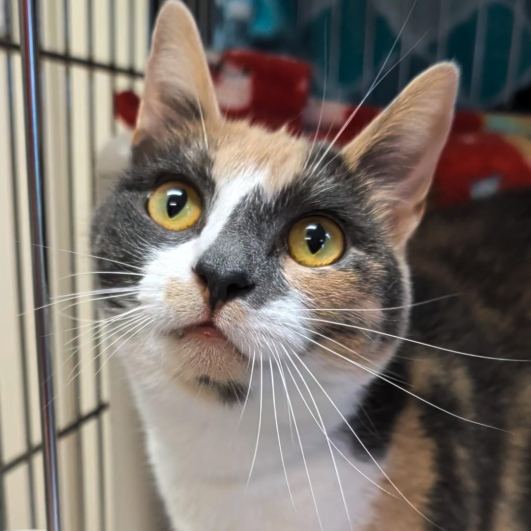 Daisy Mae, adopted, Adult Female Domestic Short Hair.