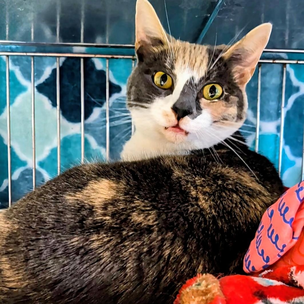 Daisy Mae, an adopted Domestic Short Hair in West Jefferson, OH image 6/6