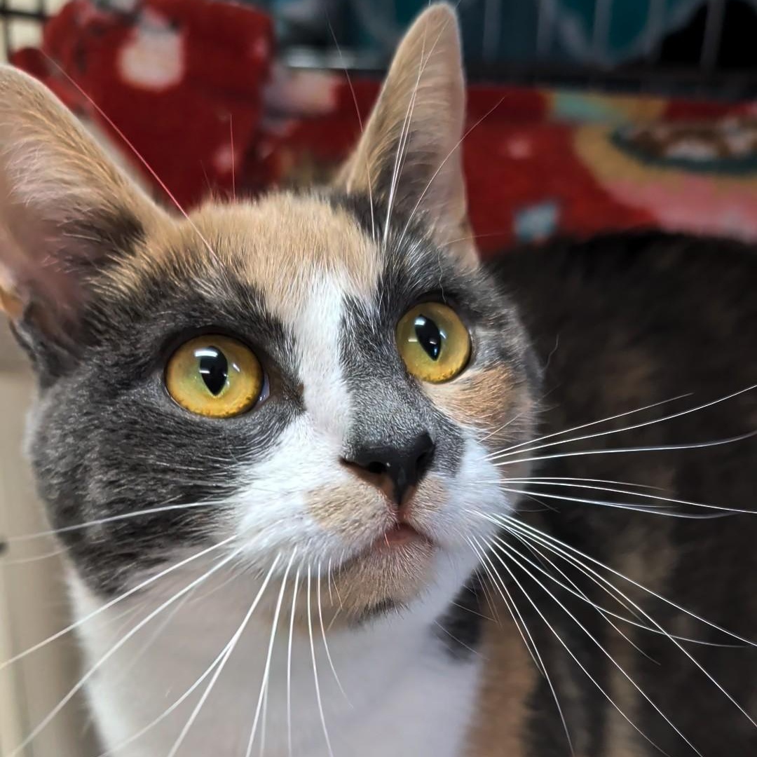 Daisy Mae, an adopted Domestic Short Hair in West Jefferson, OH image 2/6