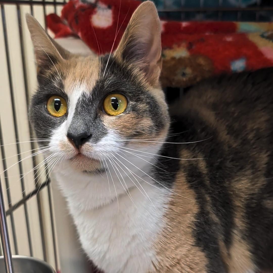 Daisy Mae, an adopted Domestic Short Hair in West Jefferson, OH image 3/6