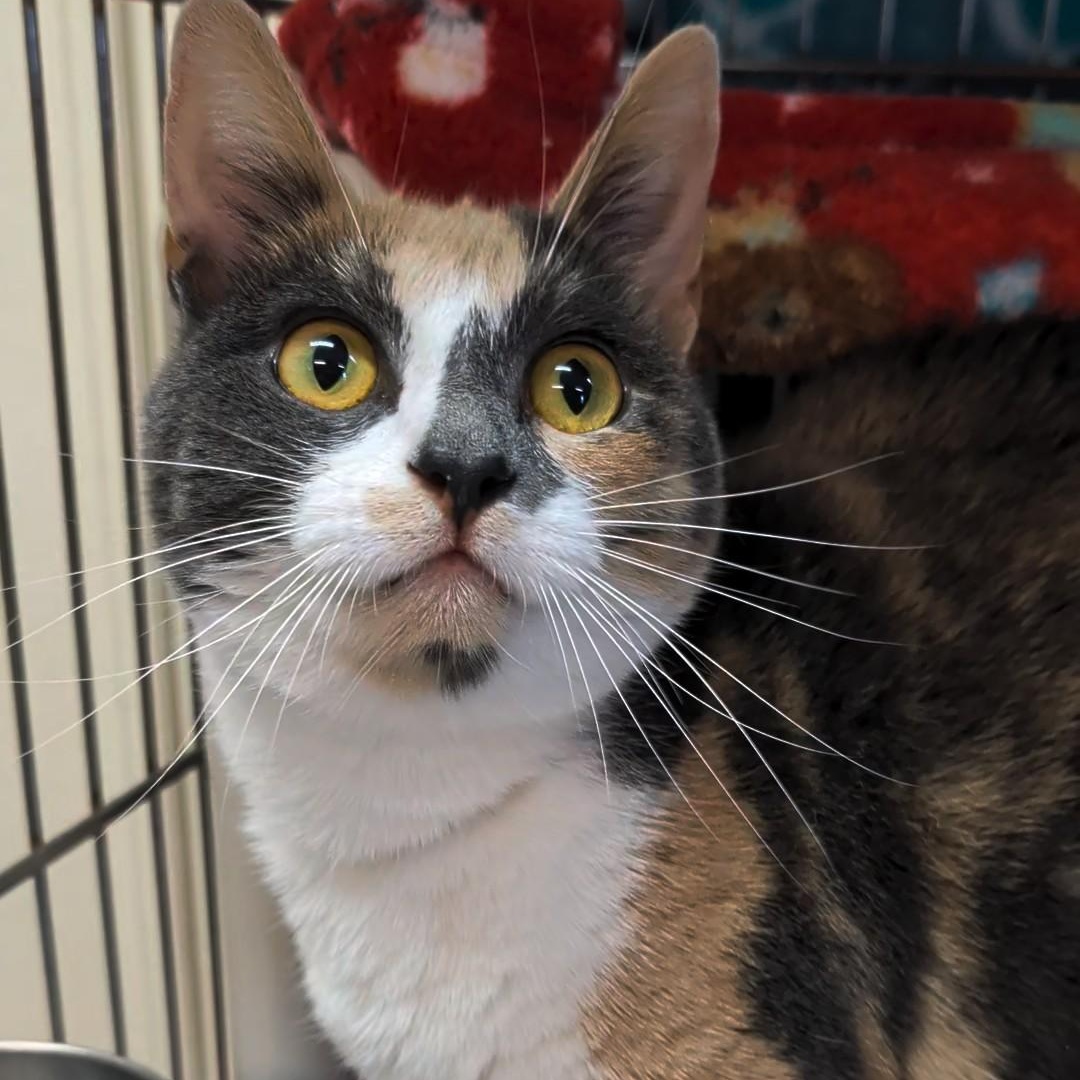 Daisy Mae, an adopted Domestic Short Hair in West Jefferson, OH image 4/6