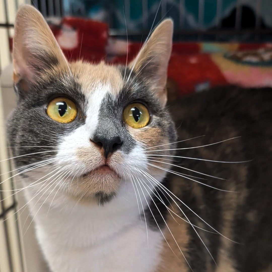 Daisy Mae, an adopted Domestic Short Hair in West Jefferson, OH image 5/6