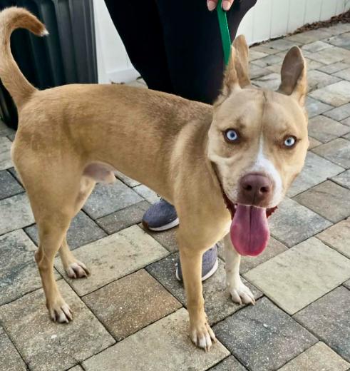 Enlarge MOOSE - Needs a Foster or Adopter, a Adoptable mixed breed in Largo, FL image 3/5