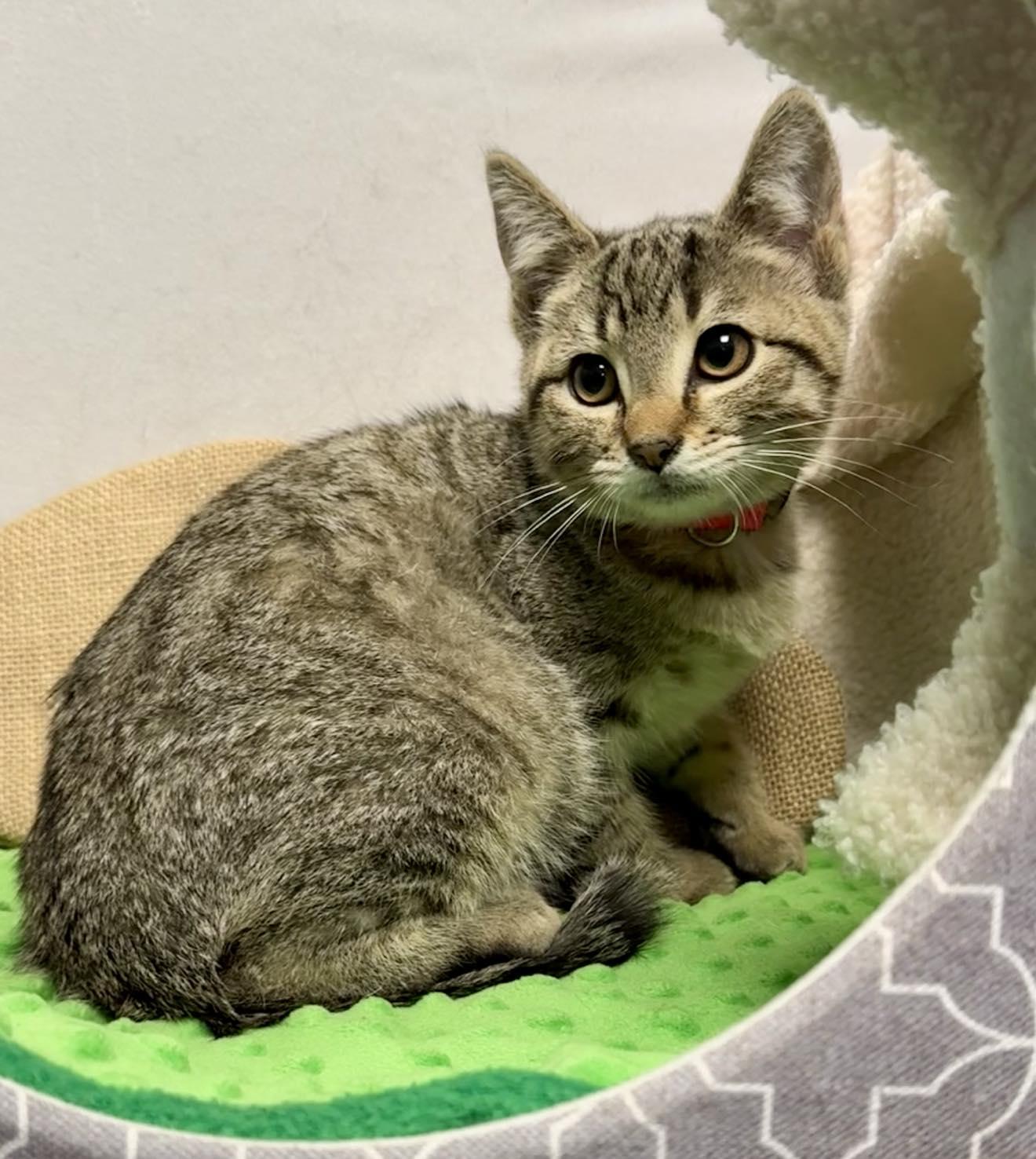 Luke - Purrfectly playful and affectionate, Adoptable, Kitten Male Domestic Short Hair.