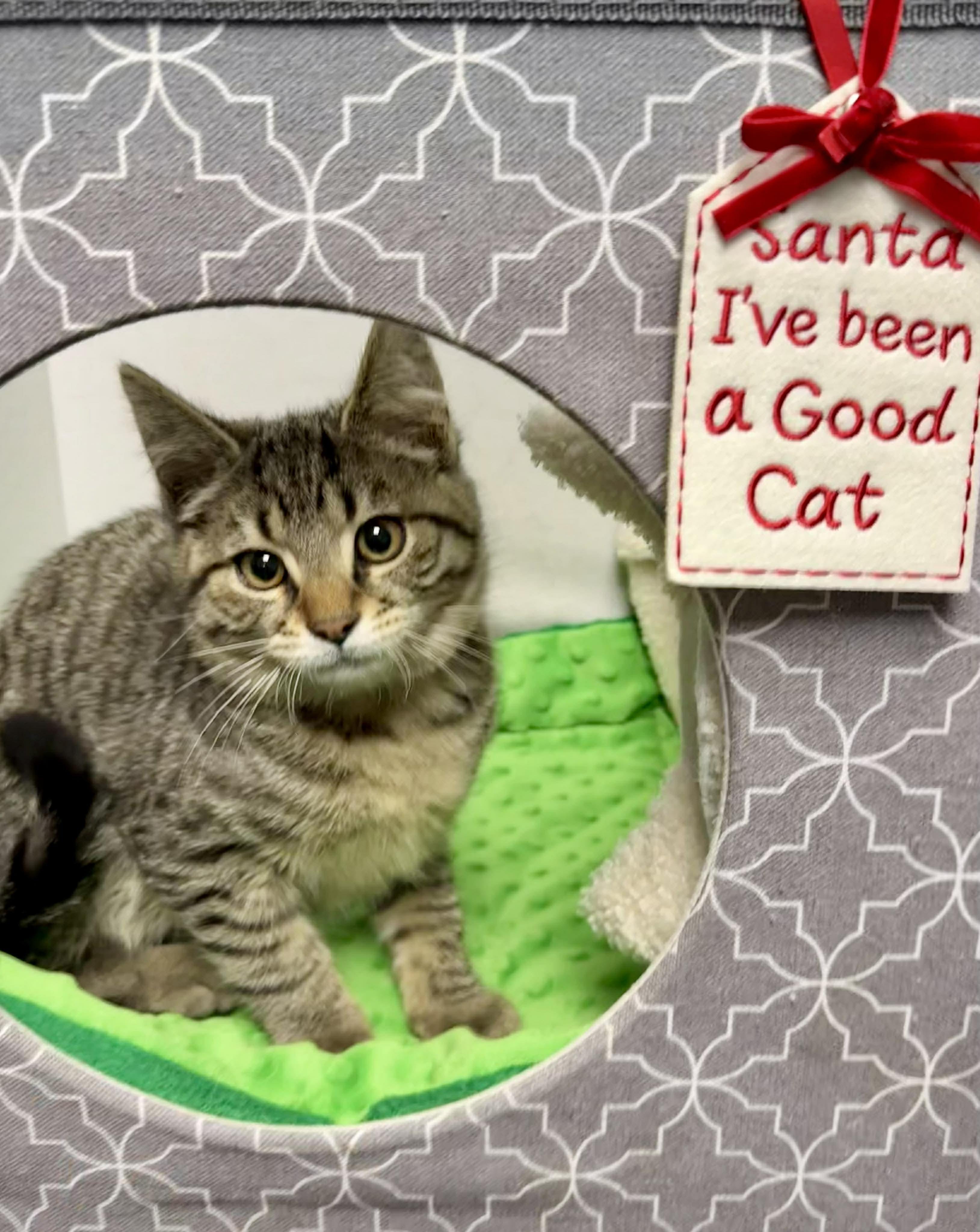 Enlarge Luke - Purrfectly playful and affectionate, a Adoptable Domestic Short Hair in Muskego, WI image 6/6