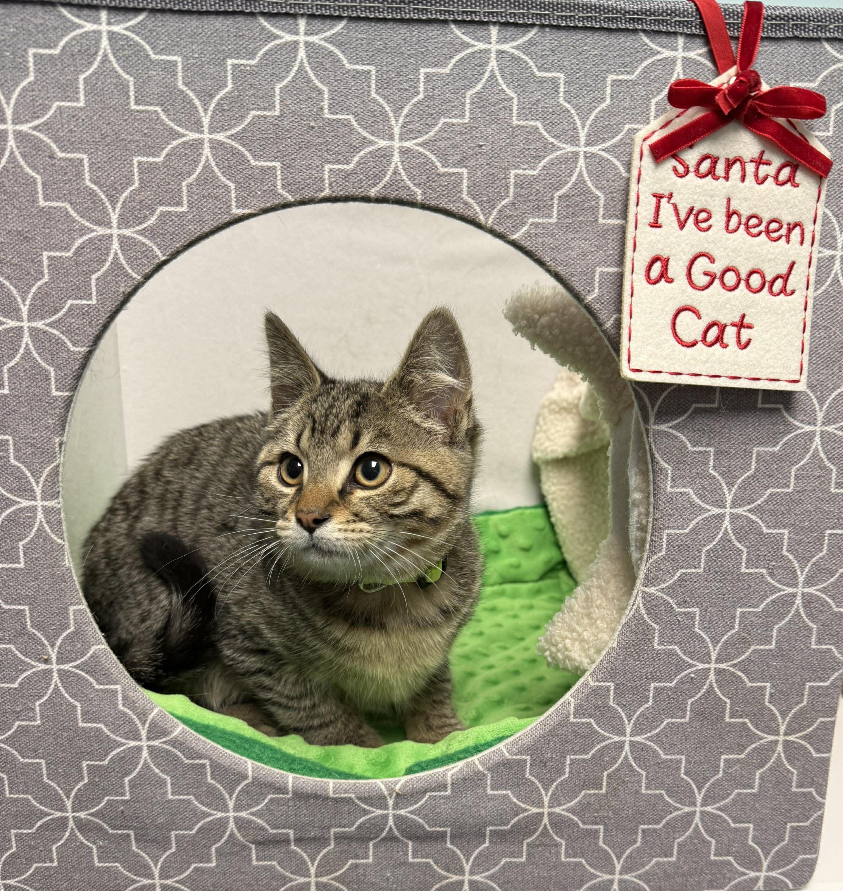 Enlarge Luke - Purrfectly playful and affectionate, a Adoptable Domestic Short Hair in Muskego, WI image 4/6