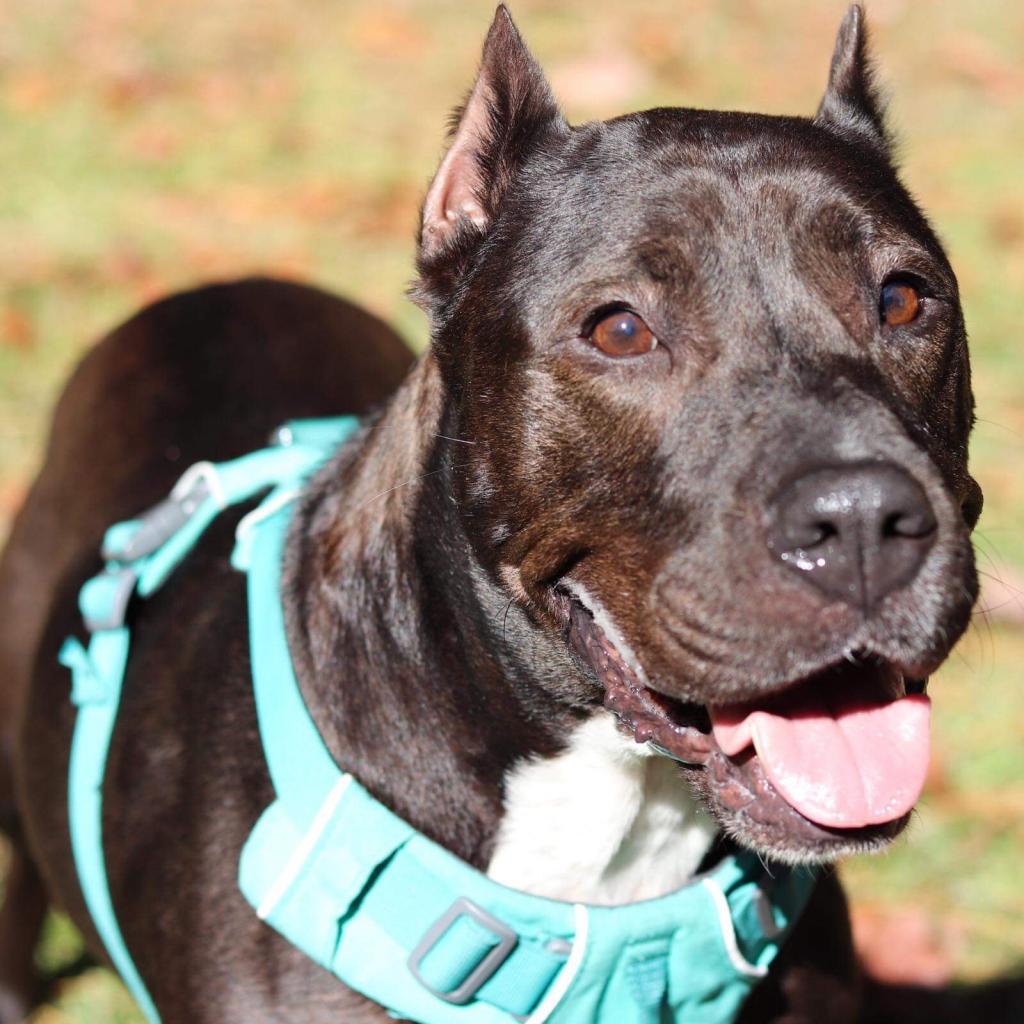 Daedra, Adoptable, Senior Female American Staffordshire Terrier.