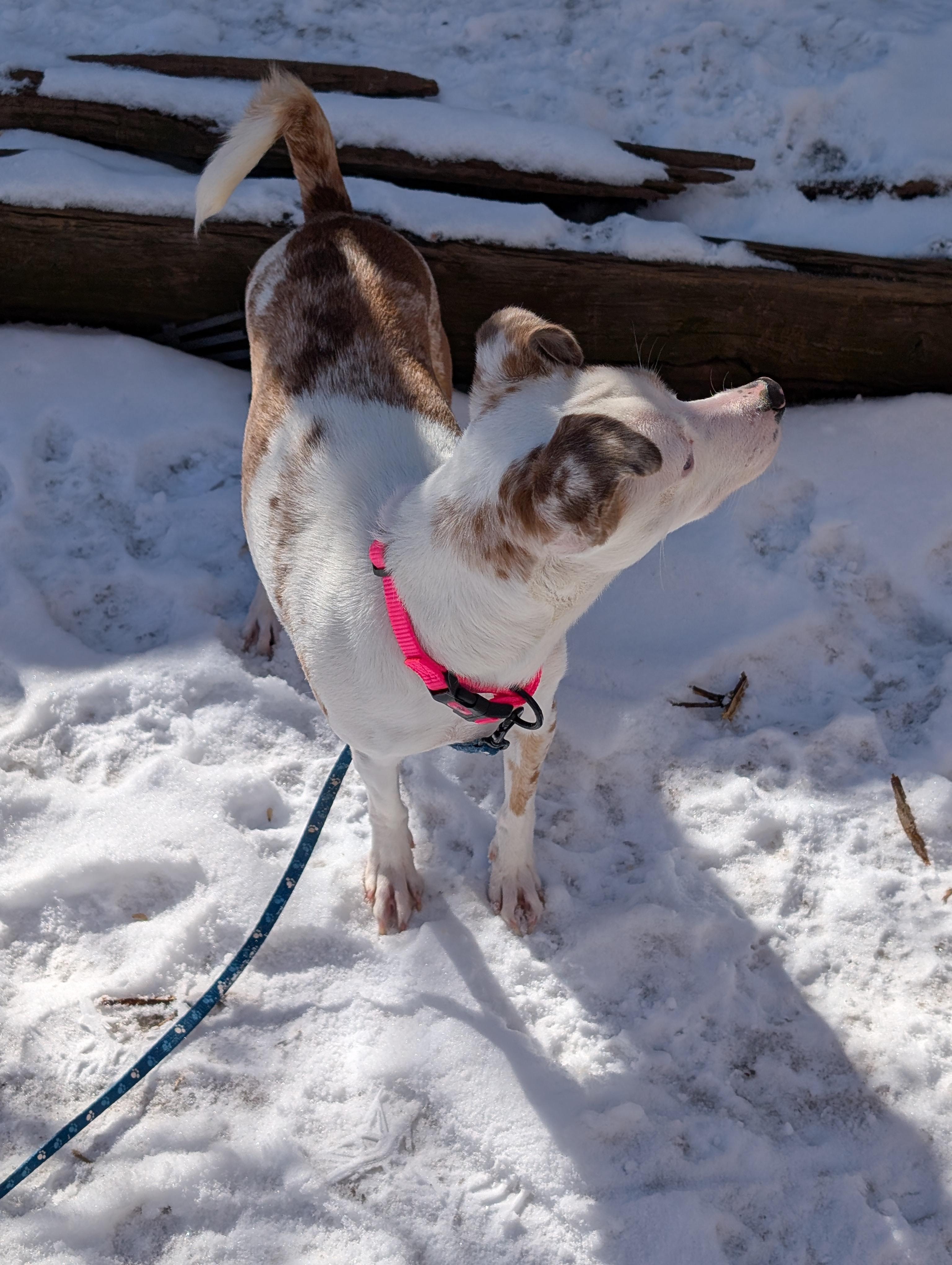 Enlarge Misty, an adopted mixed breed in Mississauga, ON image 2/4