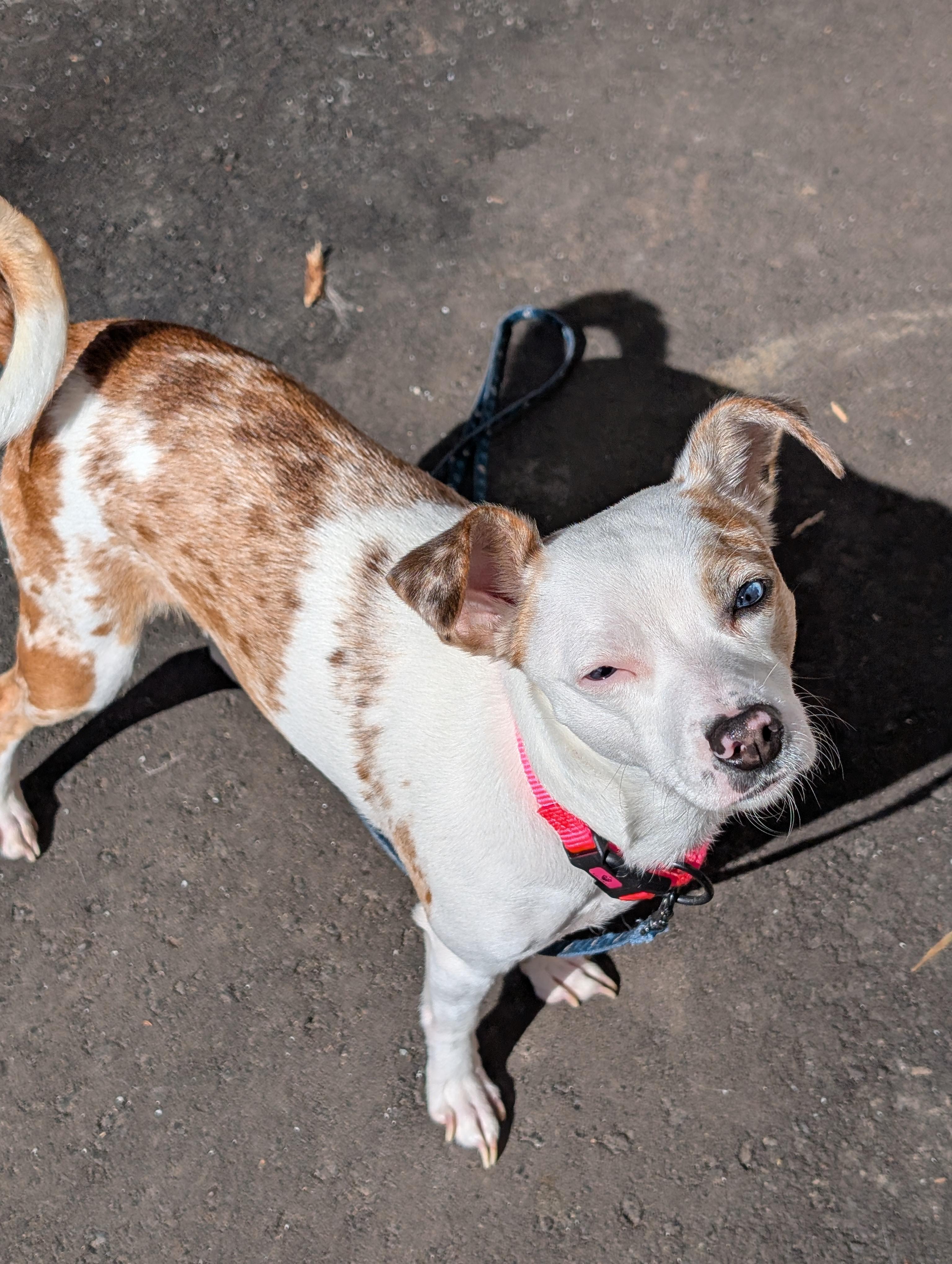 Enlarge Misty, an adopted mixed breed in Mississauga, ON image 3/4