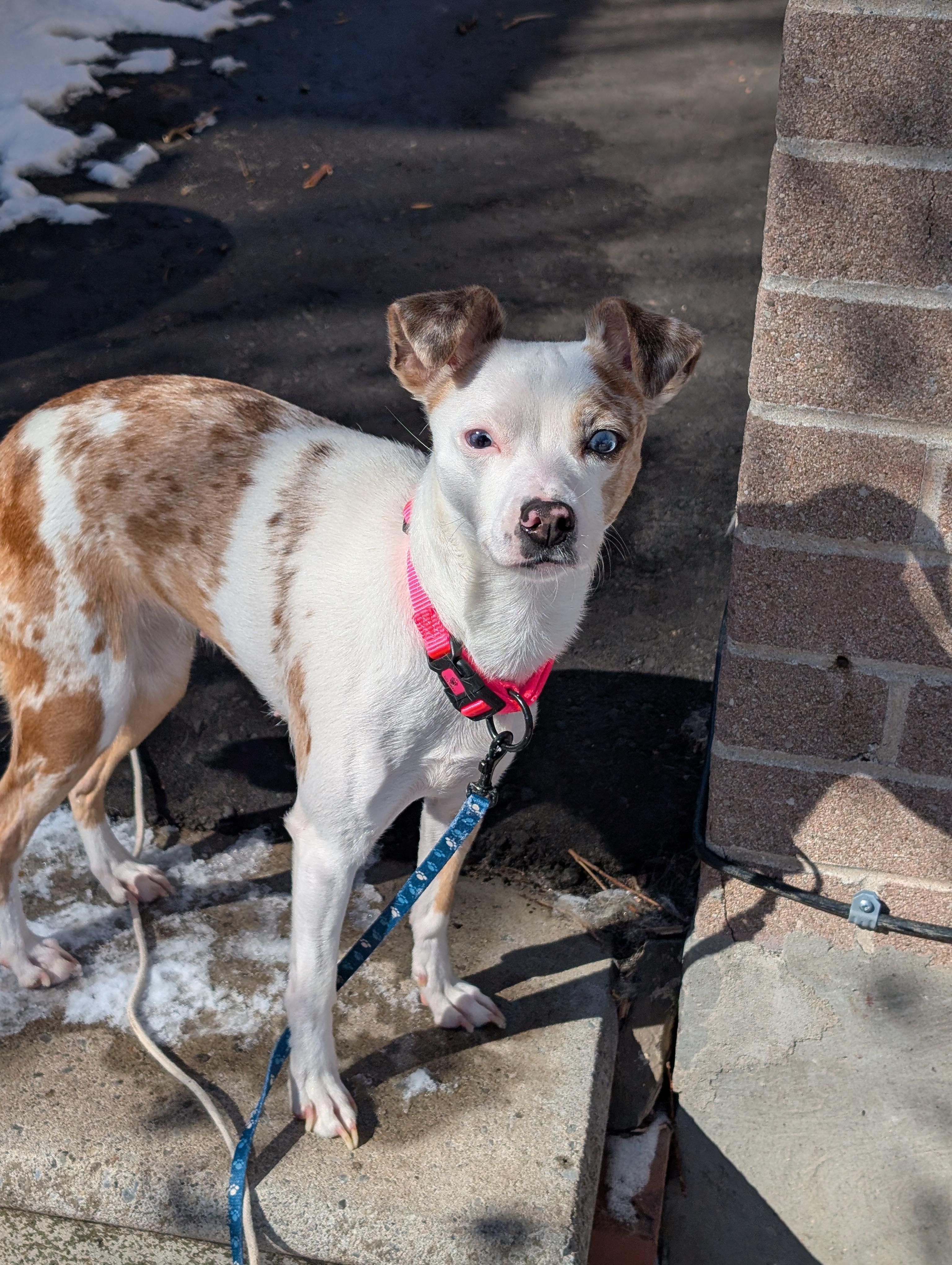 Enlarge Misty, an adopted mixed breed in Mississauga, ON image 1/4