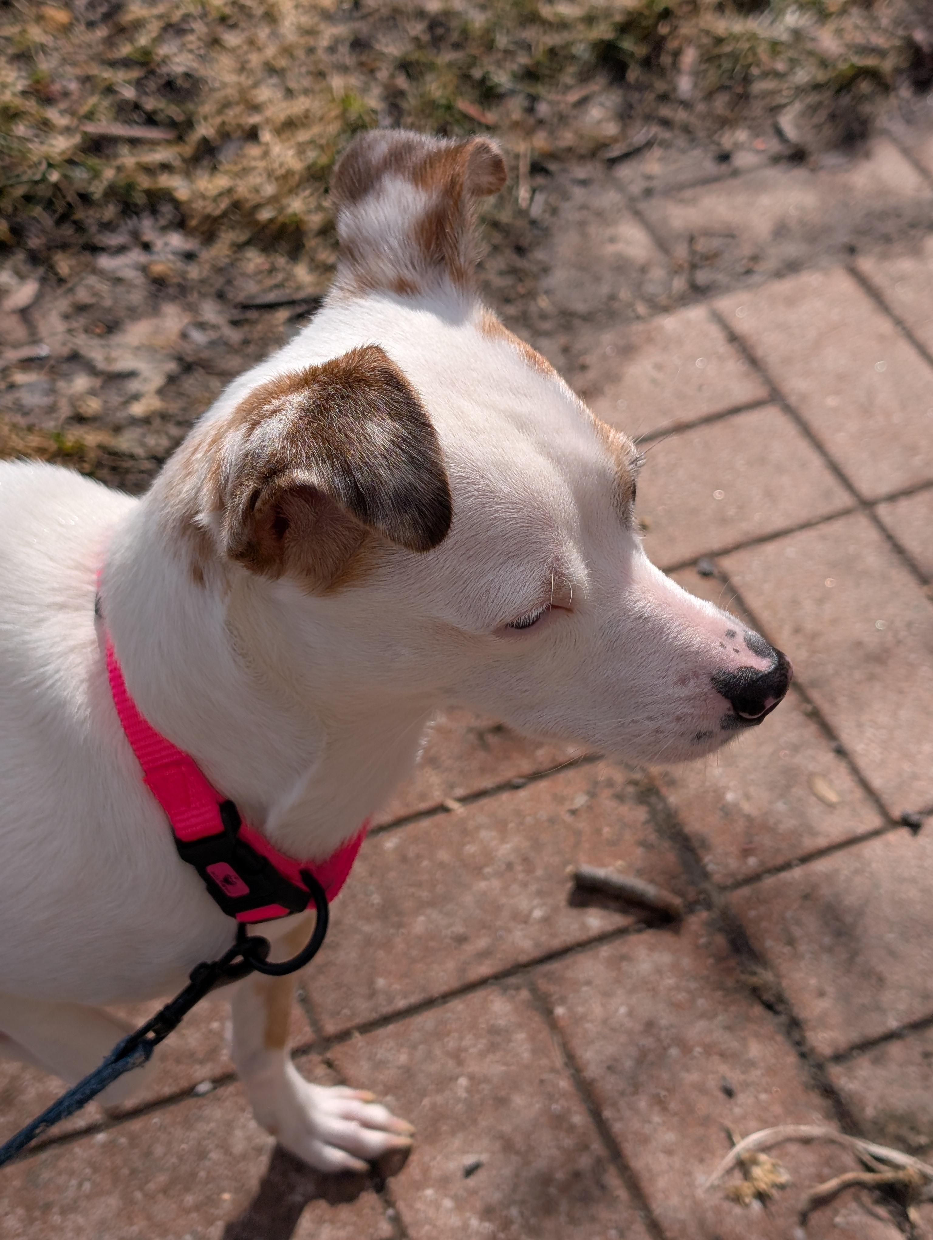 Enlarge Misty, an adopted mixed breed in Mississauga, ON image 4/4