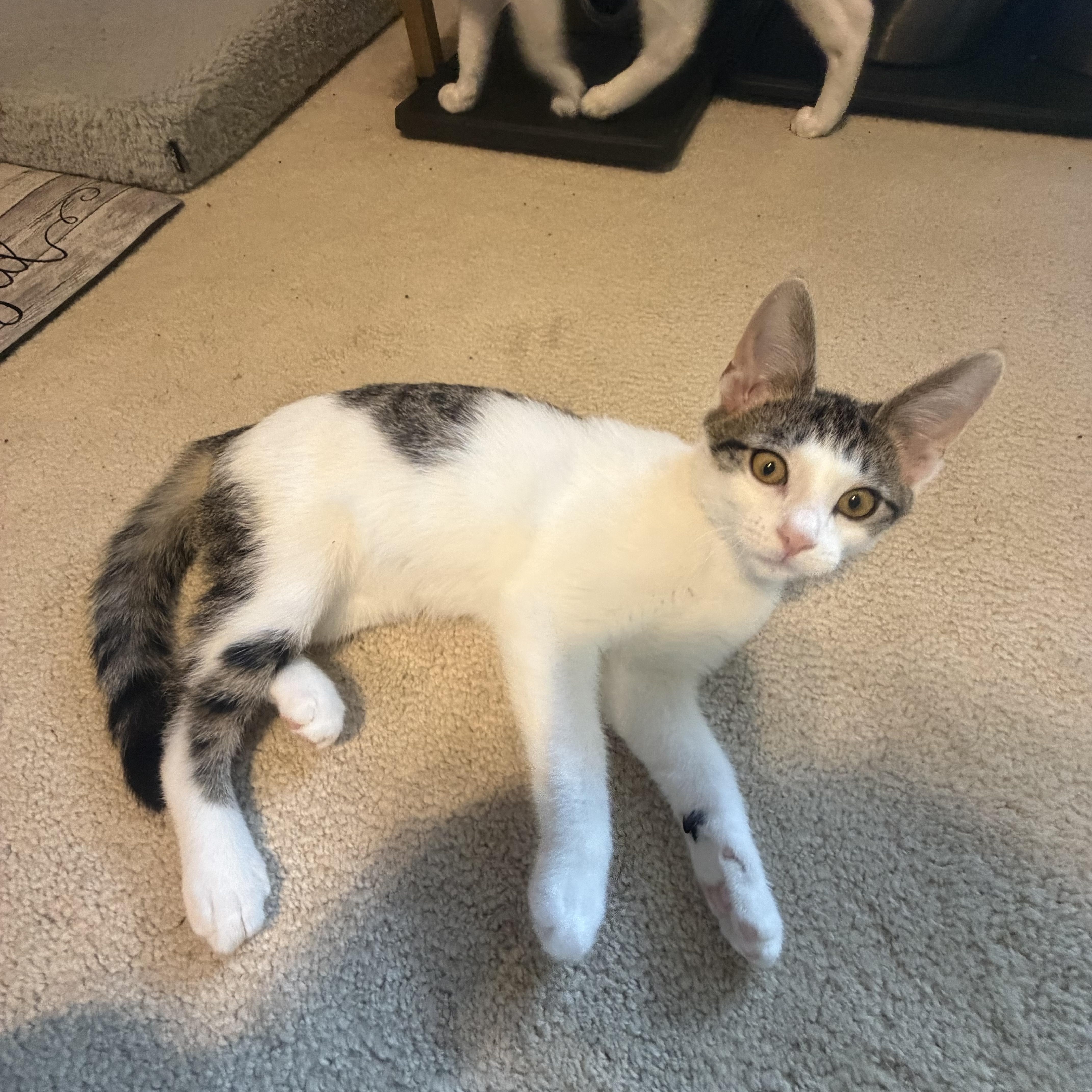 Brodie (playful love bug), a ADOPTABLE Domestic Short Hair in South Lyon, MI image 4/5