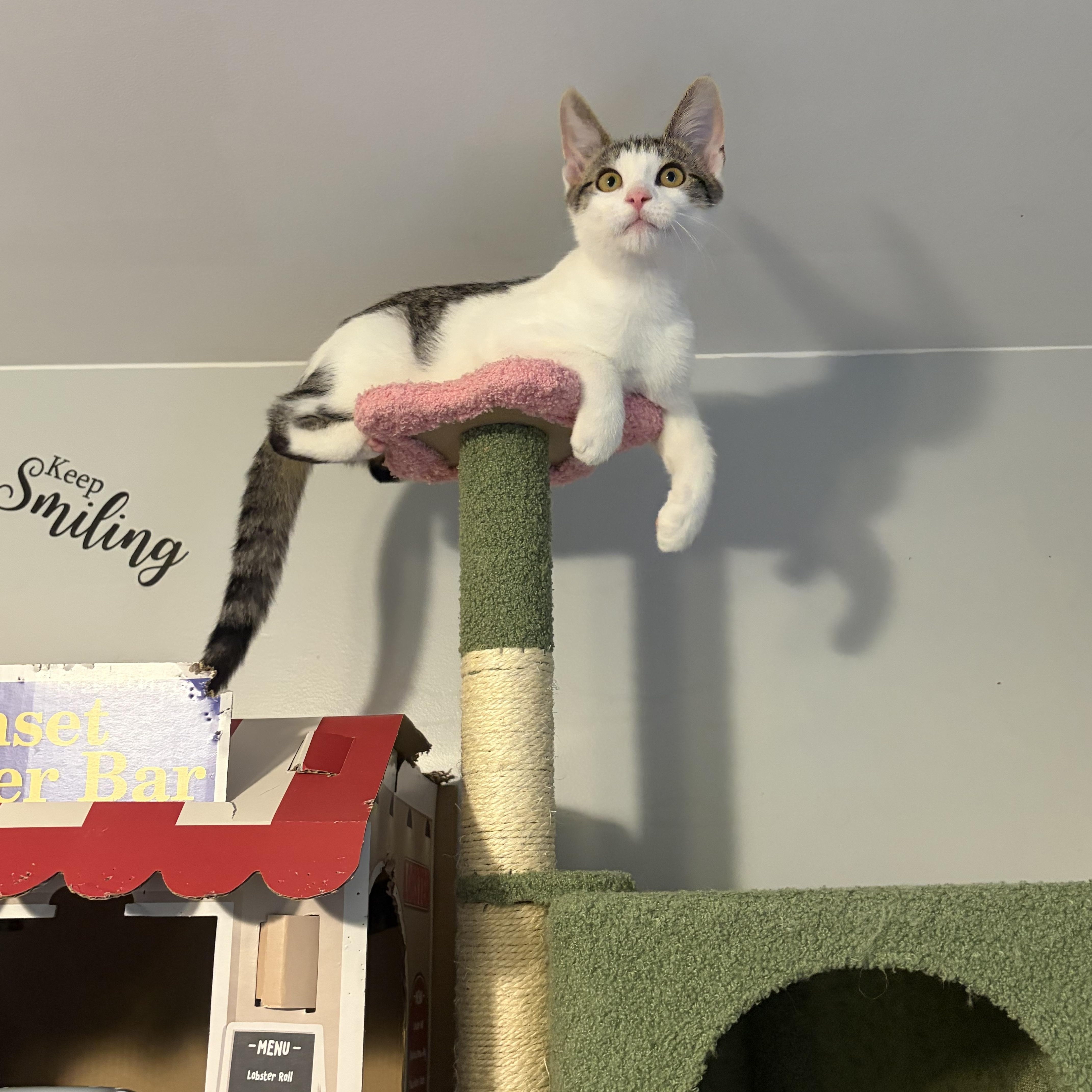 Brodie (playful love bug), a ADOPTABLE Domestic Short Hair in South Lyon, MI image 5/5