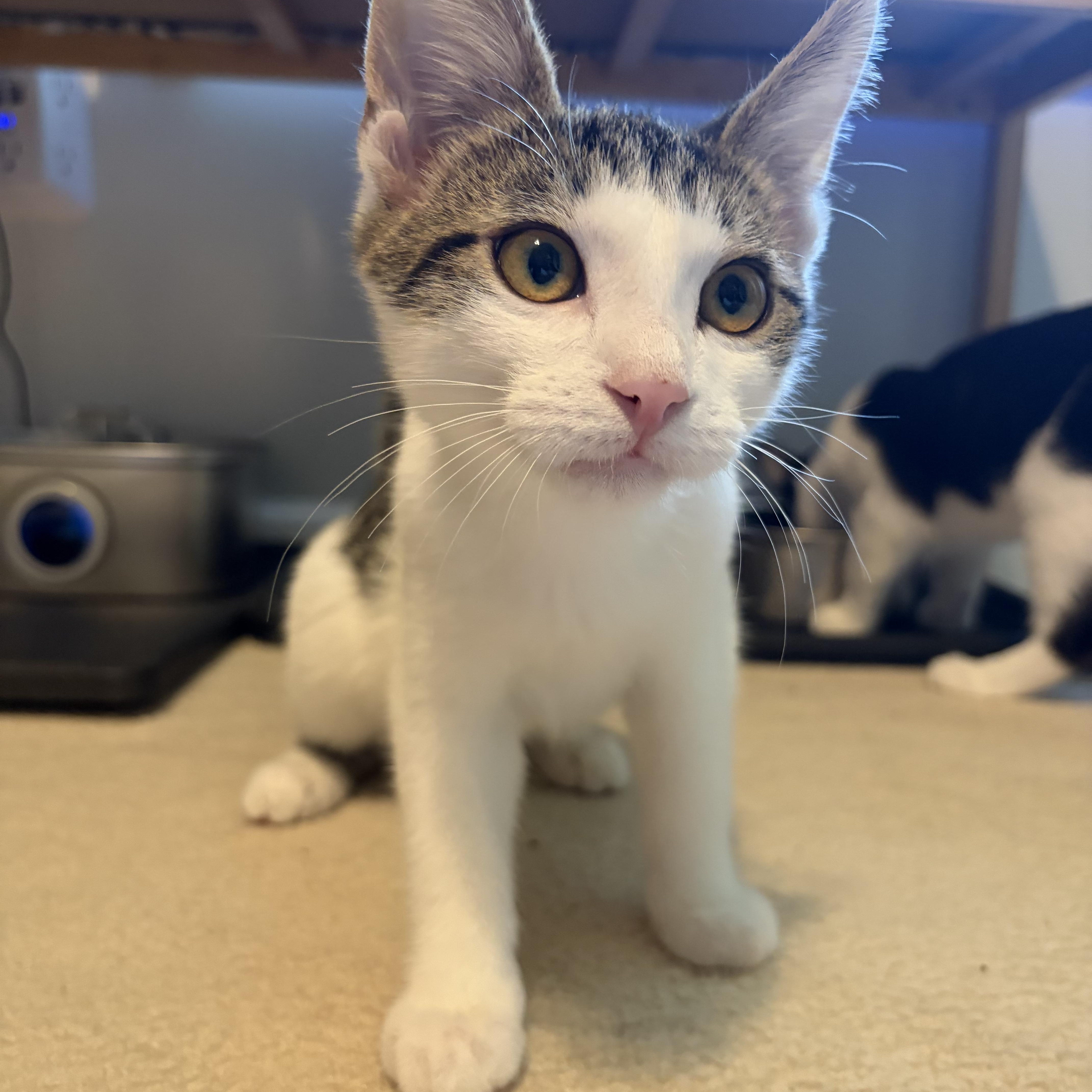 Brodie (playful love bug), ADOPTABLE, Young Male Domestic Short Hair.
