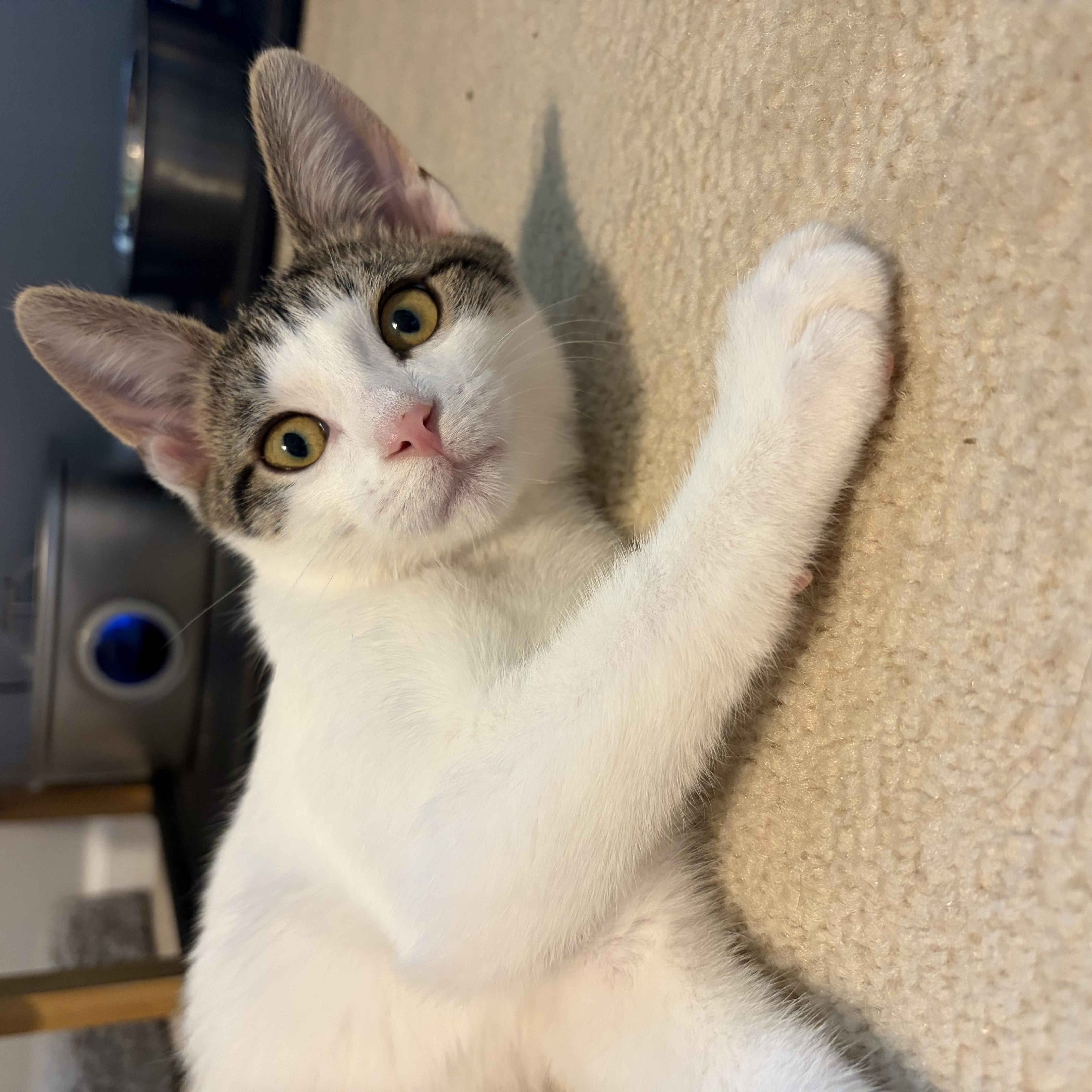 Brodie (playful love bug), a ADOPTABLE Domestic Short Hair in South Lyon, MI image 2/5