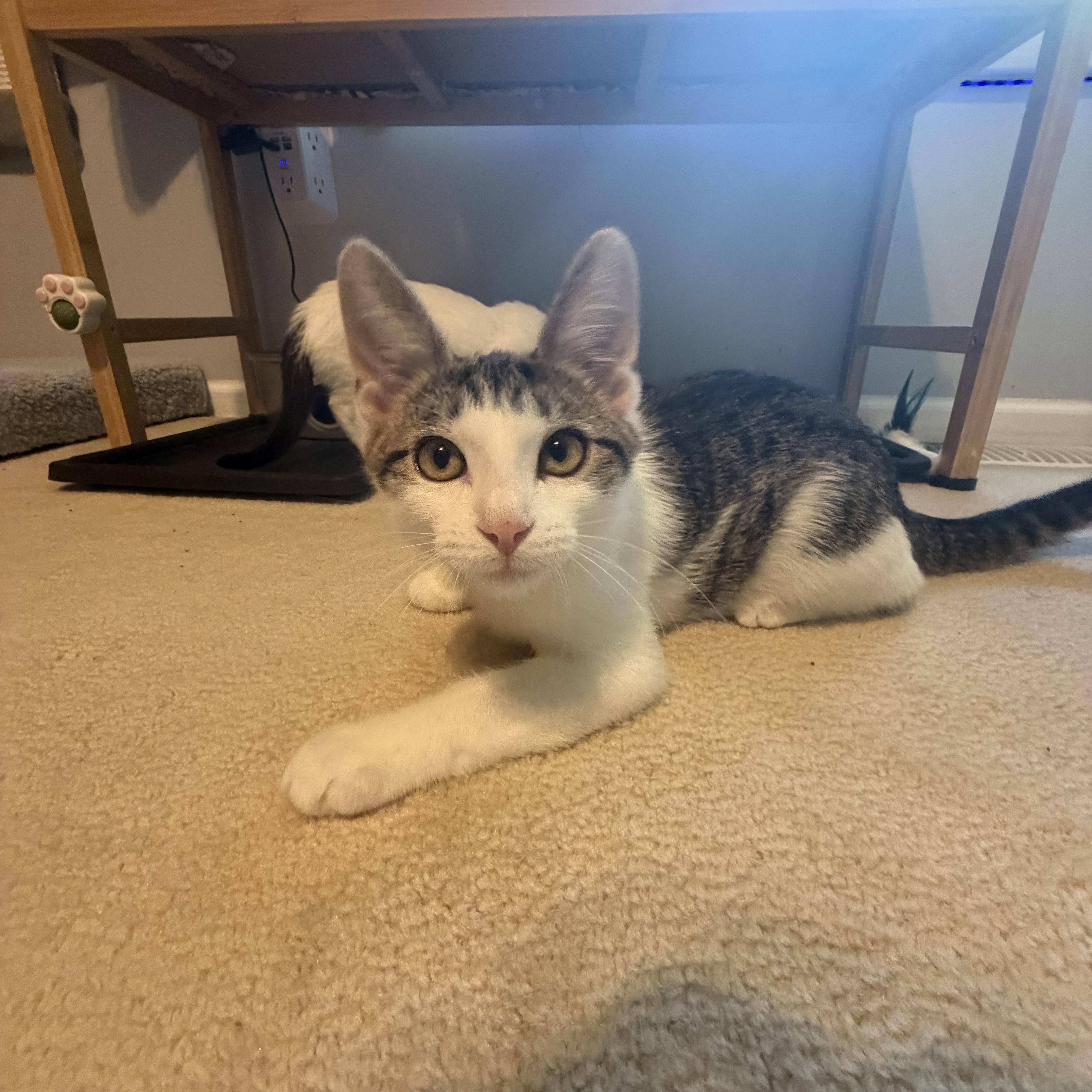 Brodie (playful love bug), a ADOPTABLE Domestic Short Hair in South Lyon, MI image 3/5