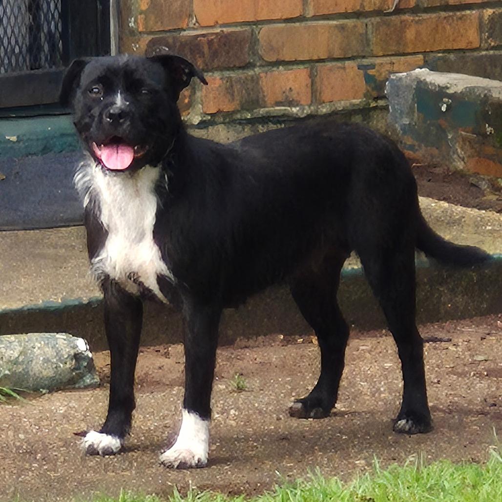 Enlarge Harriet, a Adoptable mixed breed in Montgomery, AL image 1/1