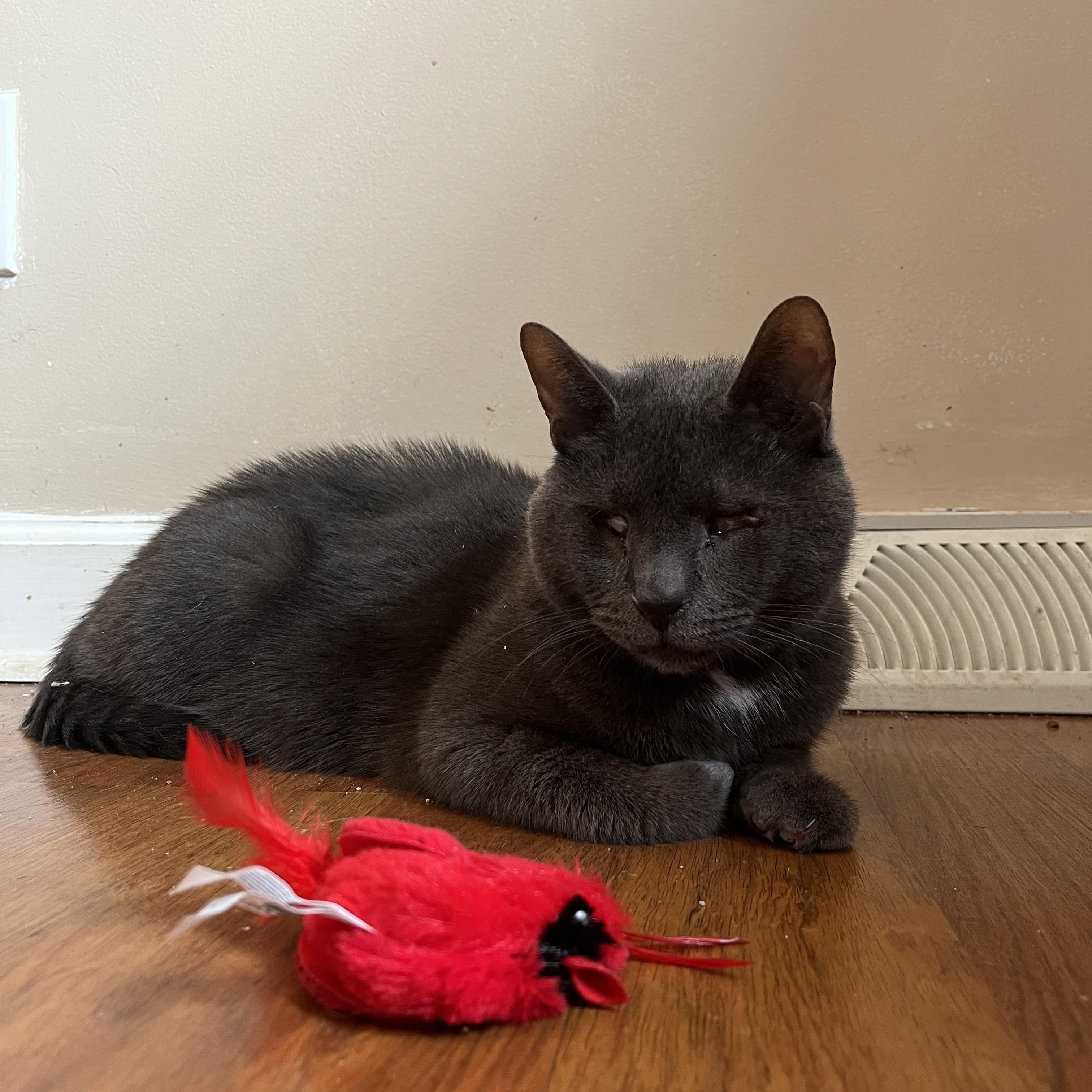 Enlarge Stanley, a ADOPTABLE Domestic Short Hair in Lewis Center, OH image 2/3