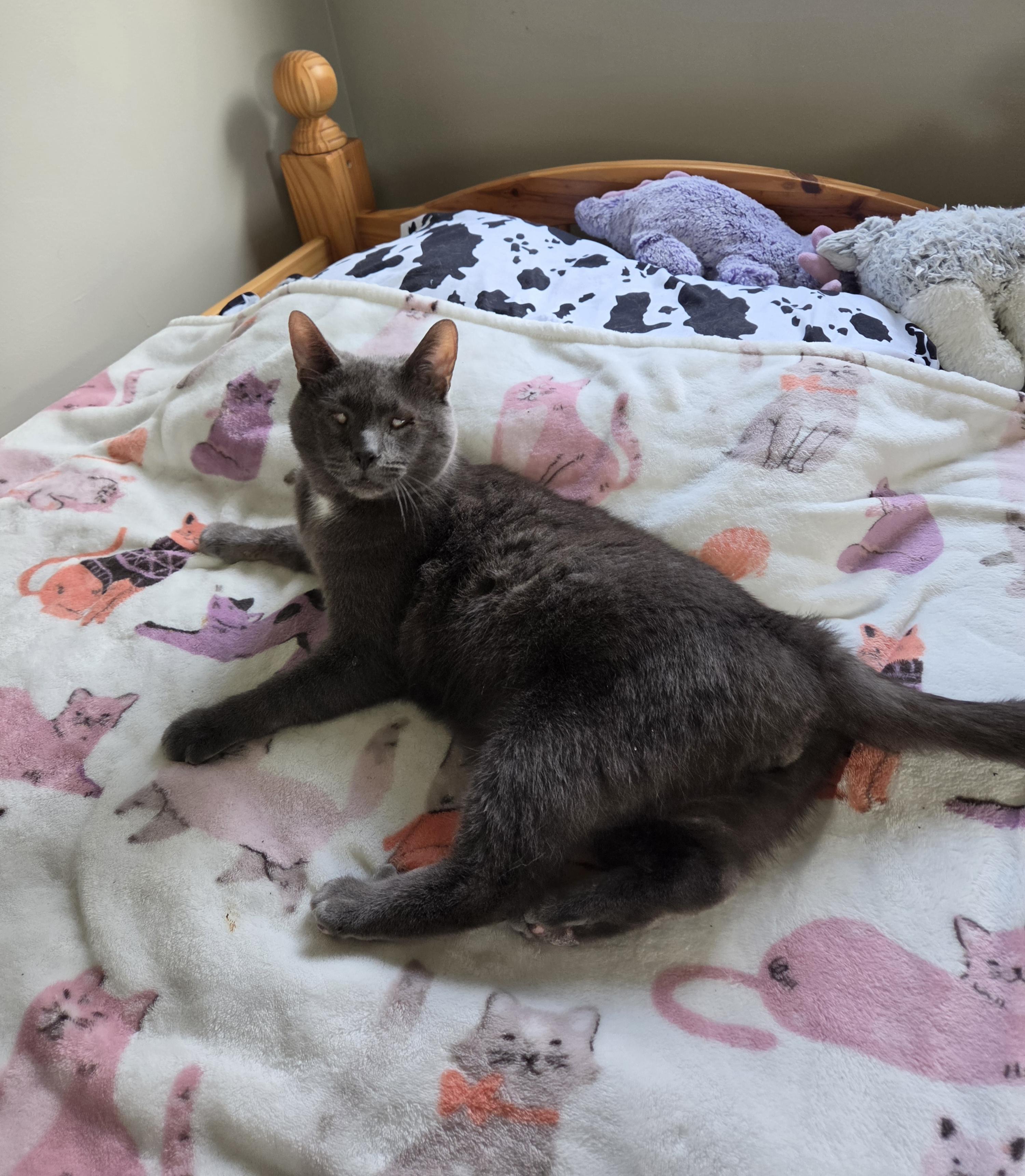 Enlarge Stanley, a ADOPTABLE Domestic Short Hair in Lewis Center, OH image 1/5