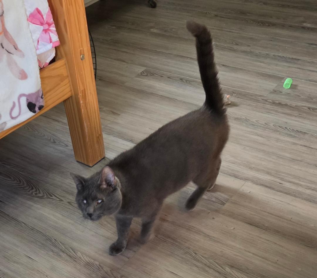 Enlarge Stanley, a ADOPTABLE Domestic Short Hair in Lewis Center, OH image 5/5