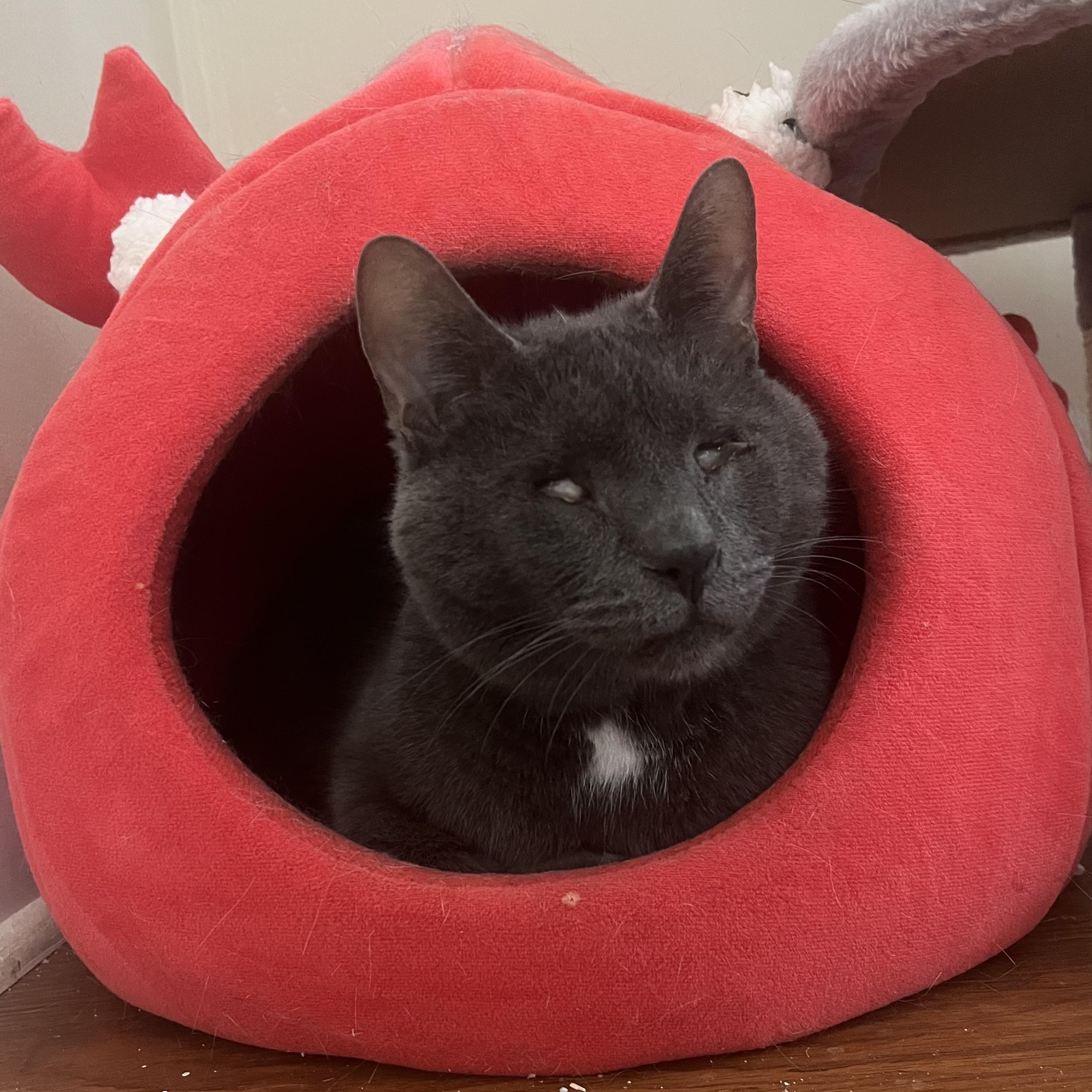 Stanley, ADOPTABLE, Adult Male Domestic Short Hair.