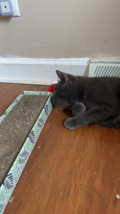 Enlarge Stanley, a ADOPTABLE Domestic Short Hair in Lewis Center, OH video 3/3