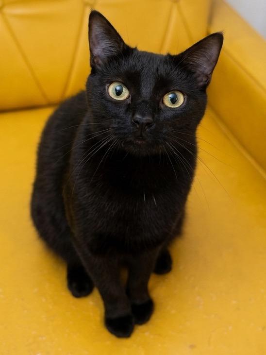 Ember, Adoptable, Kitten Female Domestic Short Hair.