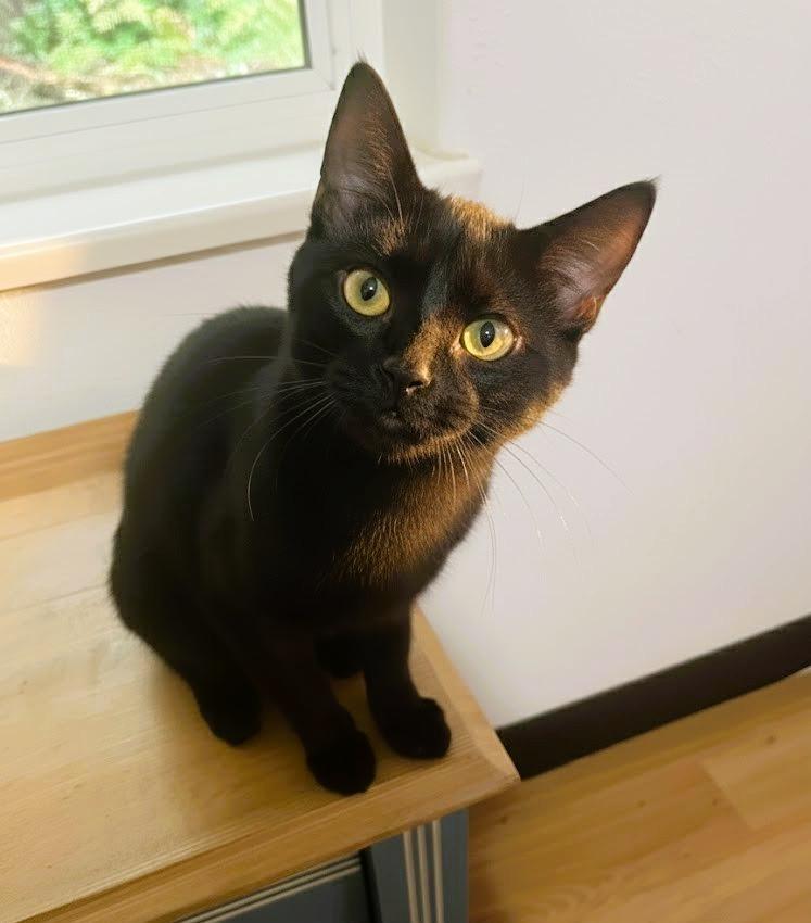 Ember, Adoptable, Kitten Female Domestic Short Hair.